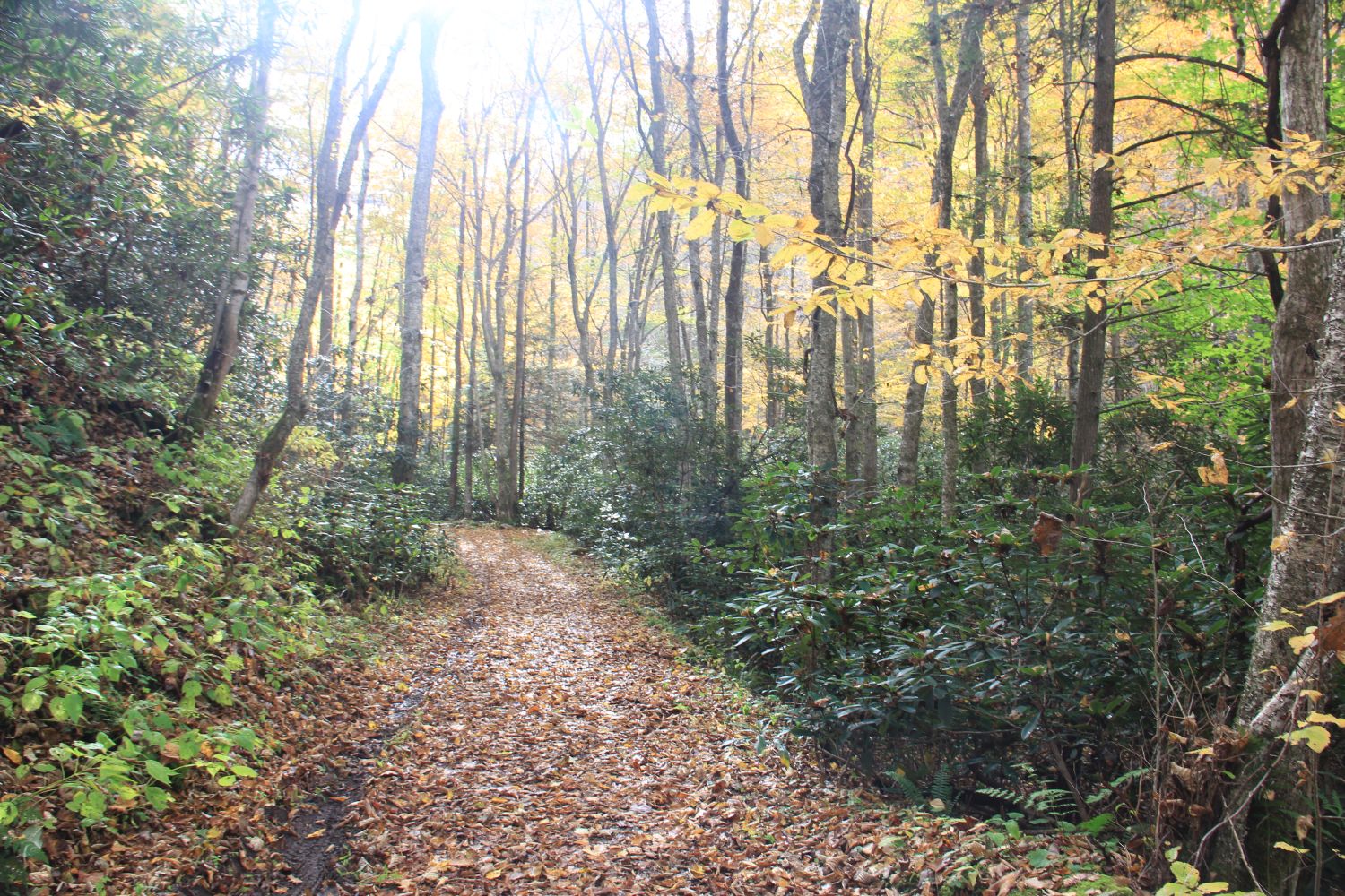 Glade Creek Trail 